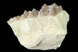 Oreodont (Merycoidodon) Jaw Section - South Dakota #140927-1